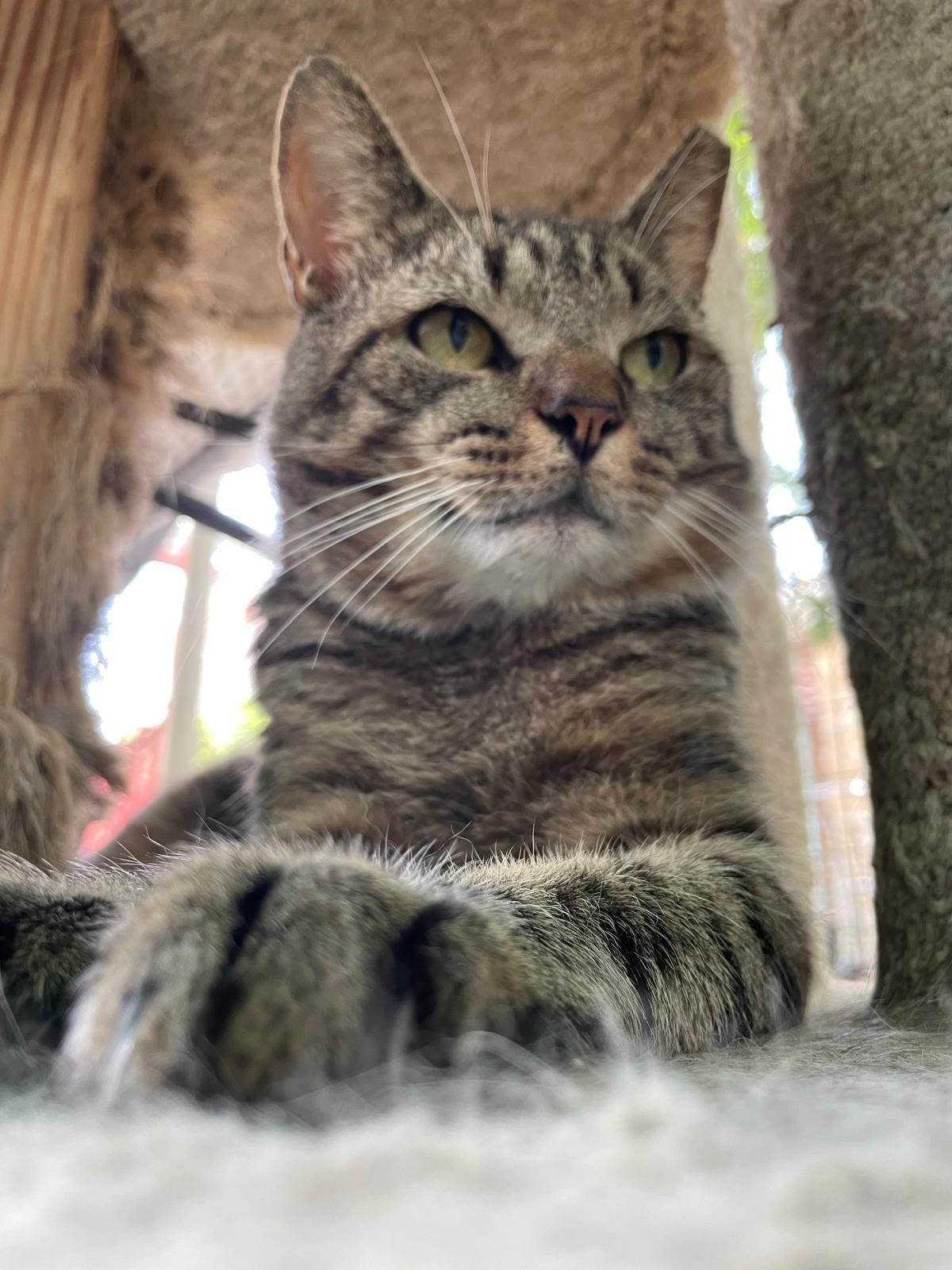 Enlarge Bruno, a ADOPTABLE Domestic Short Hair in South Ozone Park, NY image 4/4