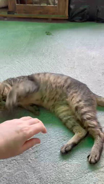 Enlarge Bruno, a ADOPTABLE Domestic Short Hair in South Ozone Park, NY video 3/4