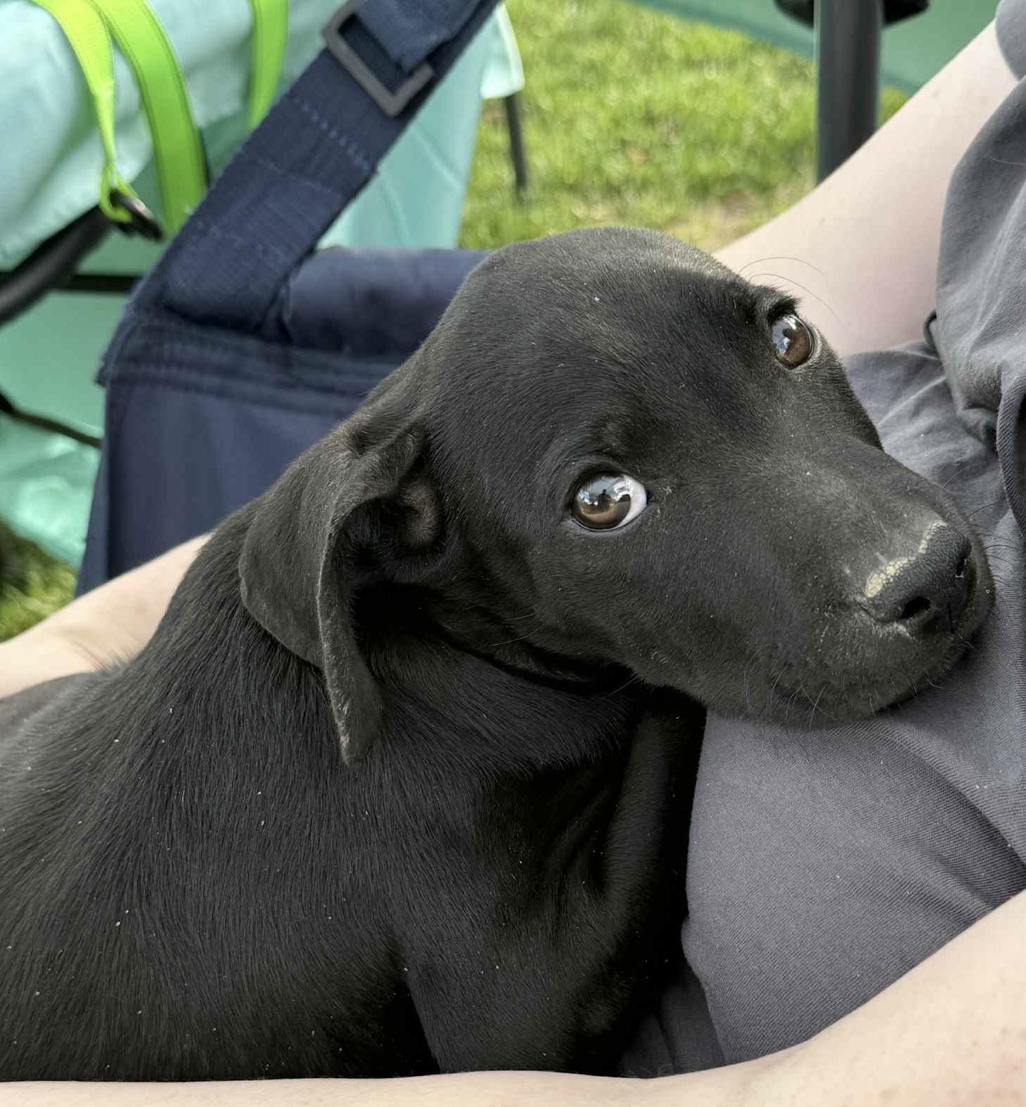 Swiss, Adoptable, Puppy Female Black Labrador Retriever & Pit Bull Terrier.
