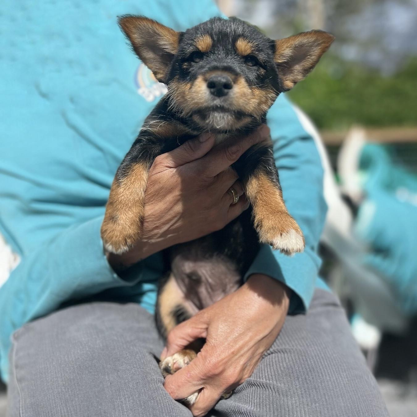 Bobby, Adoptable, Puppy Male Border Collie & Yorkshire Terrier.