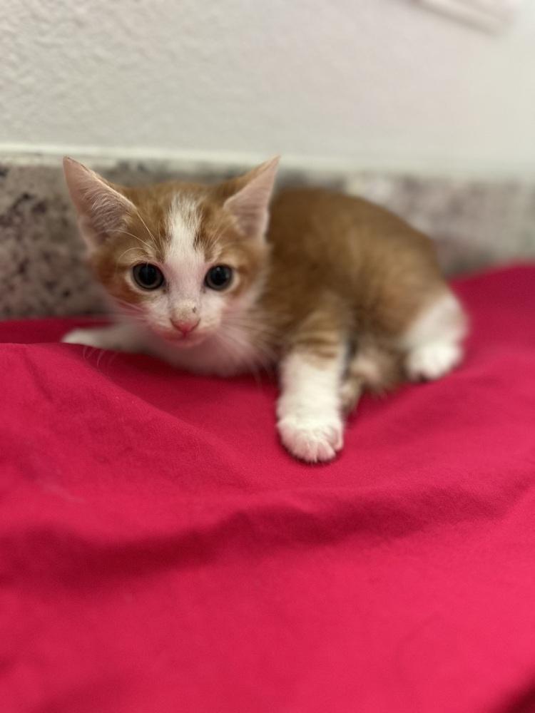 Cheddar Bay — thumbnail 2