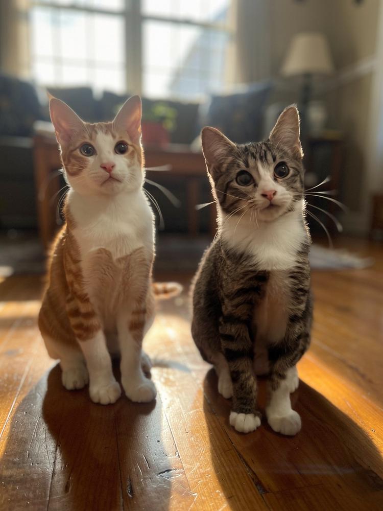 Cheddar Bay — thumbnail 3