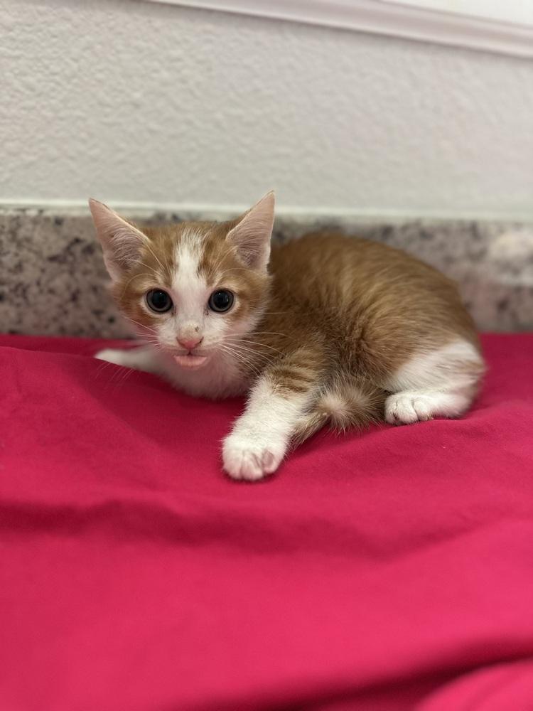 Cheddar Bay — thumbnail 4