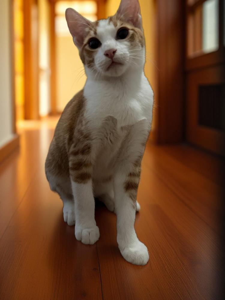 Cheddar Bay — thumbnail 5