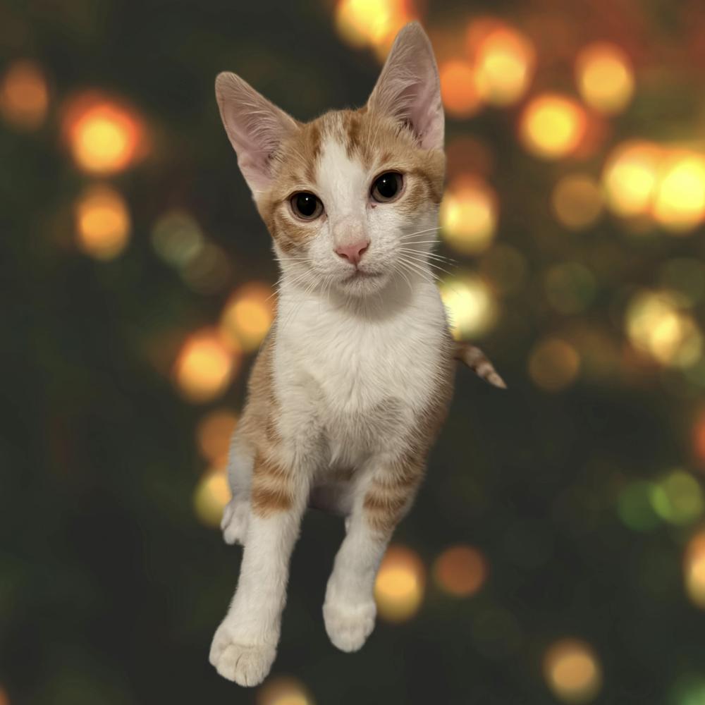 Cheddar Bay — thumbnail 6