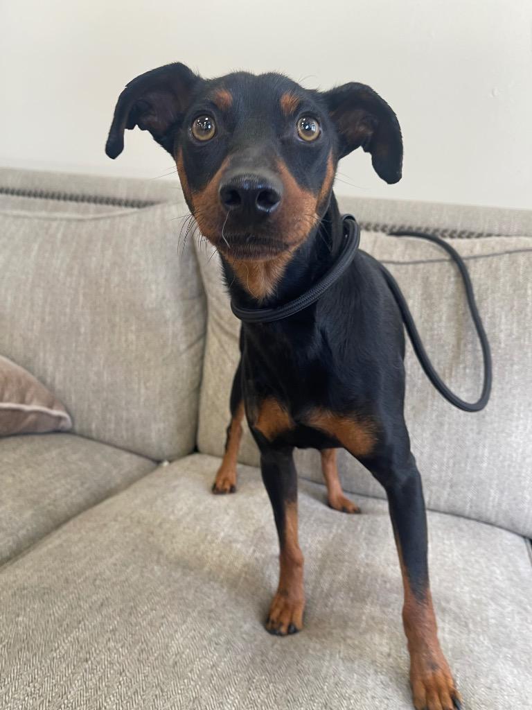 Enlarge Grant, a Adoptable Miniature Pinscher in Thousand Oaks, CA image 1/1