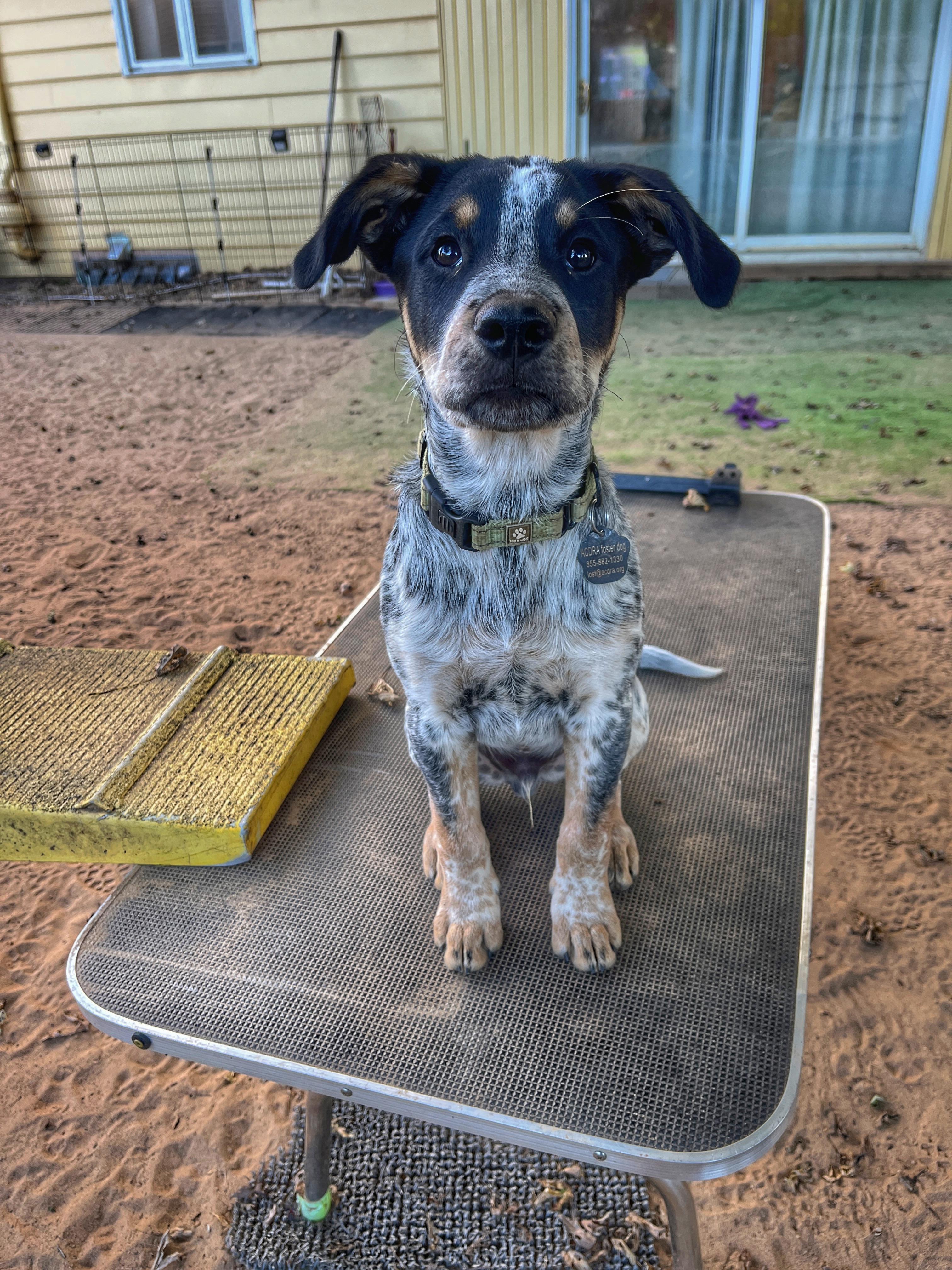 Enlarge Jackson, a Adoptable mixed breed in Watsontown, PA image 1/6