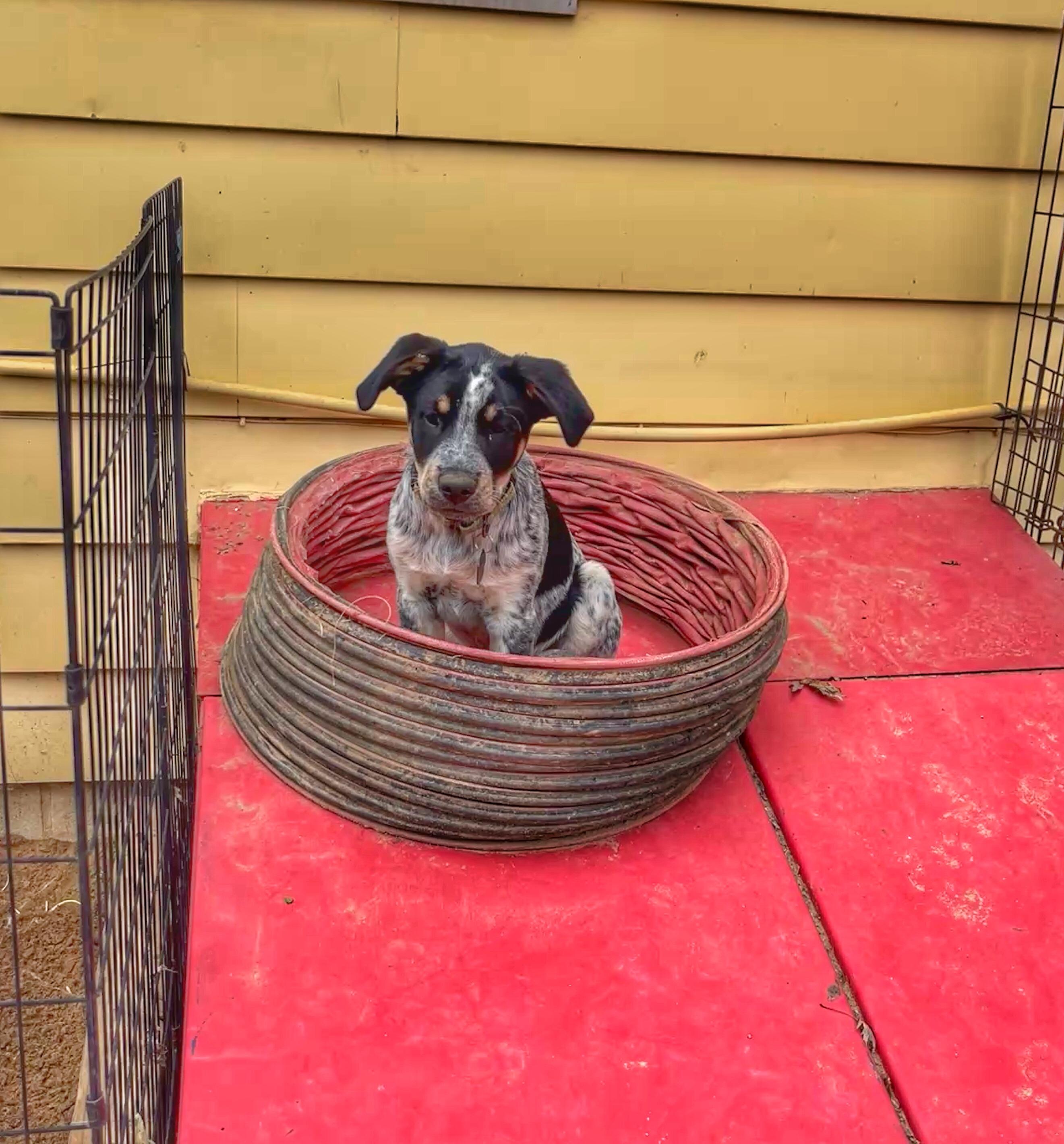 Enlarge Jackson, a Adoptable mixed breed in Watsontown, PA image 4/6
