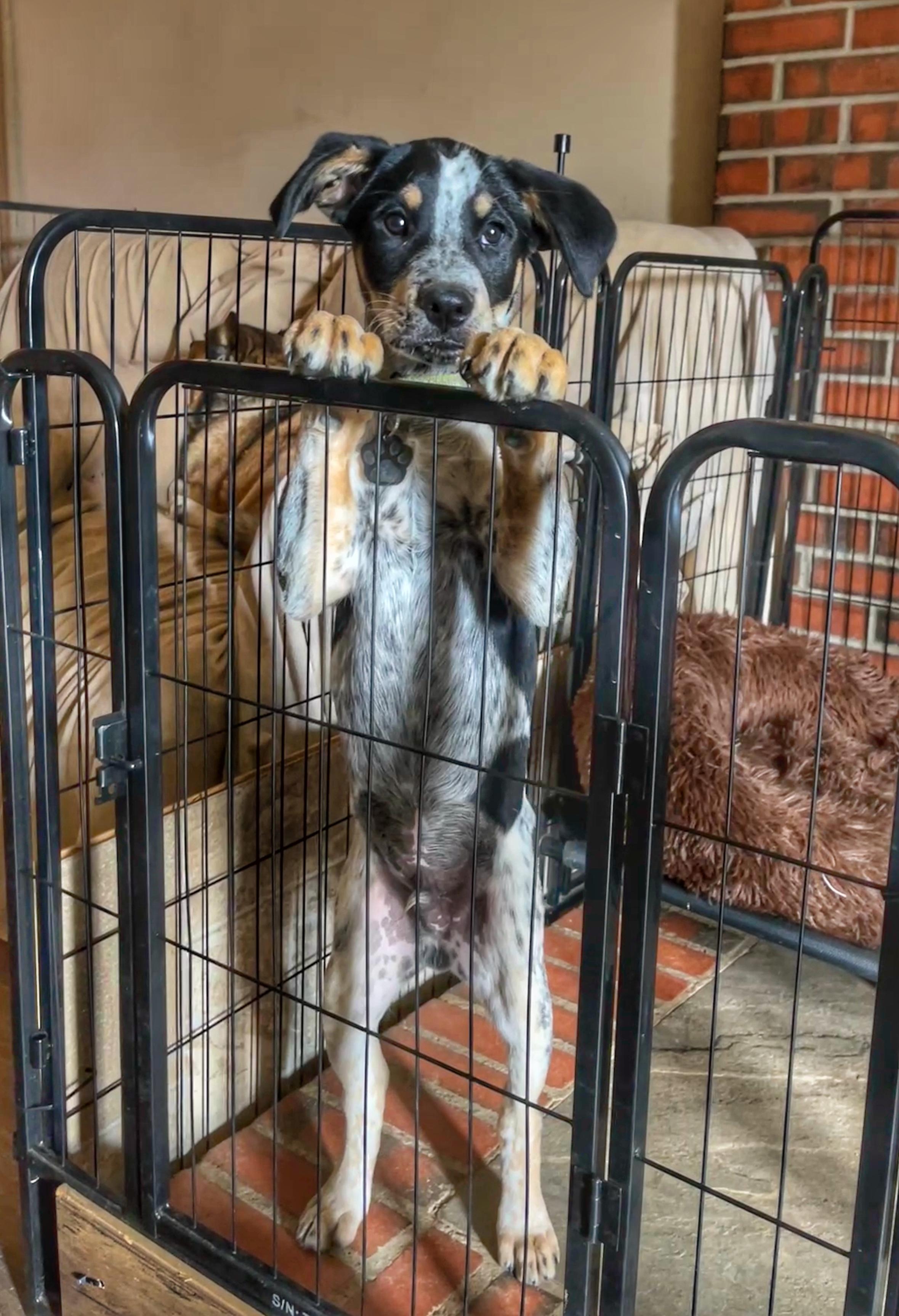 Enlarge Jackson, a Adoptable mixed breed in Watsontown, PA image 2/6