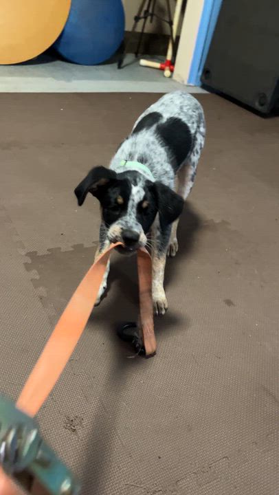 Enlarge Jackson, a Adoptable mixed breed in Watsontown, PA video 6/6