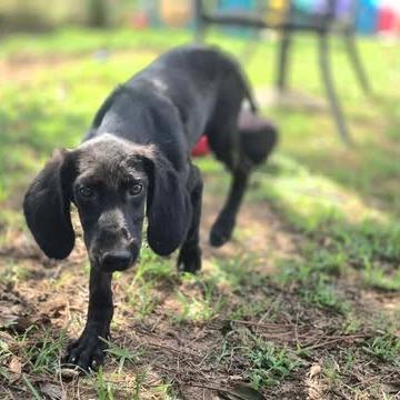 Prudence, Adoptable, Young Female Hound & Mixed Breed.