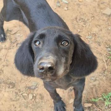 Enlarge Prudence, a Adoptable mixed breed in Dover, AR image 2/3