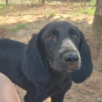 Enlarge Prudence, a Adoptable mixed breed in Dover, AR image 3/3