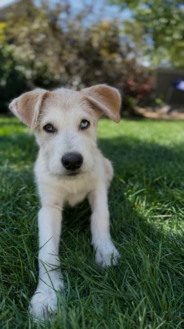 Bruce, Adoptable, Young Male Parson Russell Terrier & Labrador Retriever.