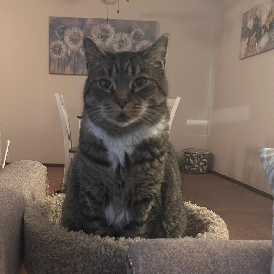 Kim, Adoptable, Senior Female Domestic Short Hair.