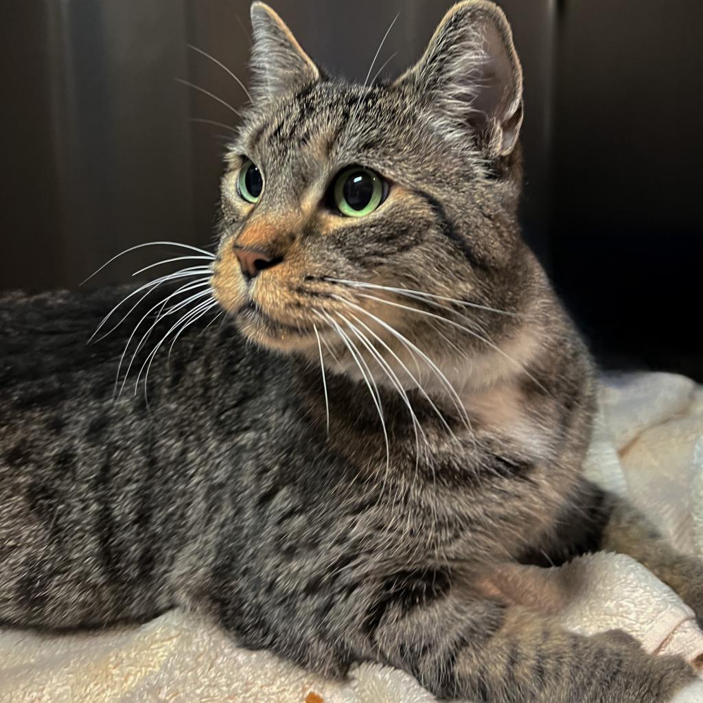 Enlarge Kim, a Adoptable Domestic Short Hair in Springfield, IL image 2/3