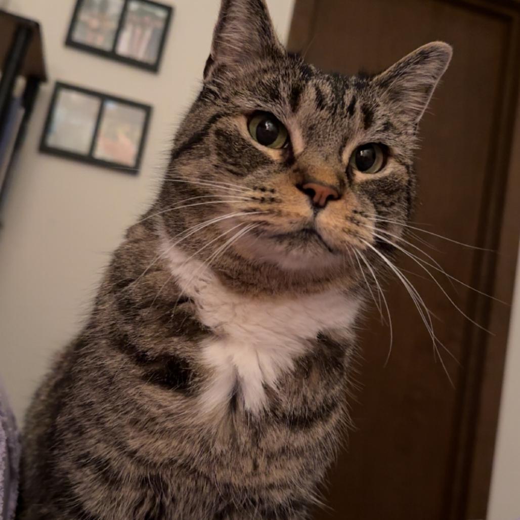 Enlarge Kim, a Adoptable Domestic Short Hair in Springfield, IL image 3/3