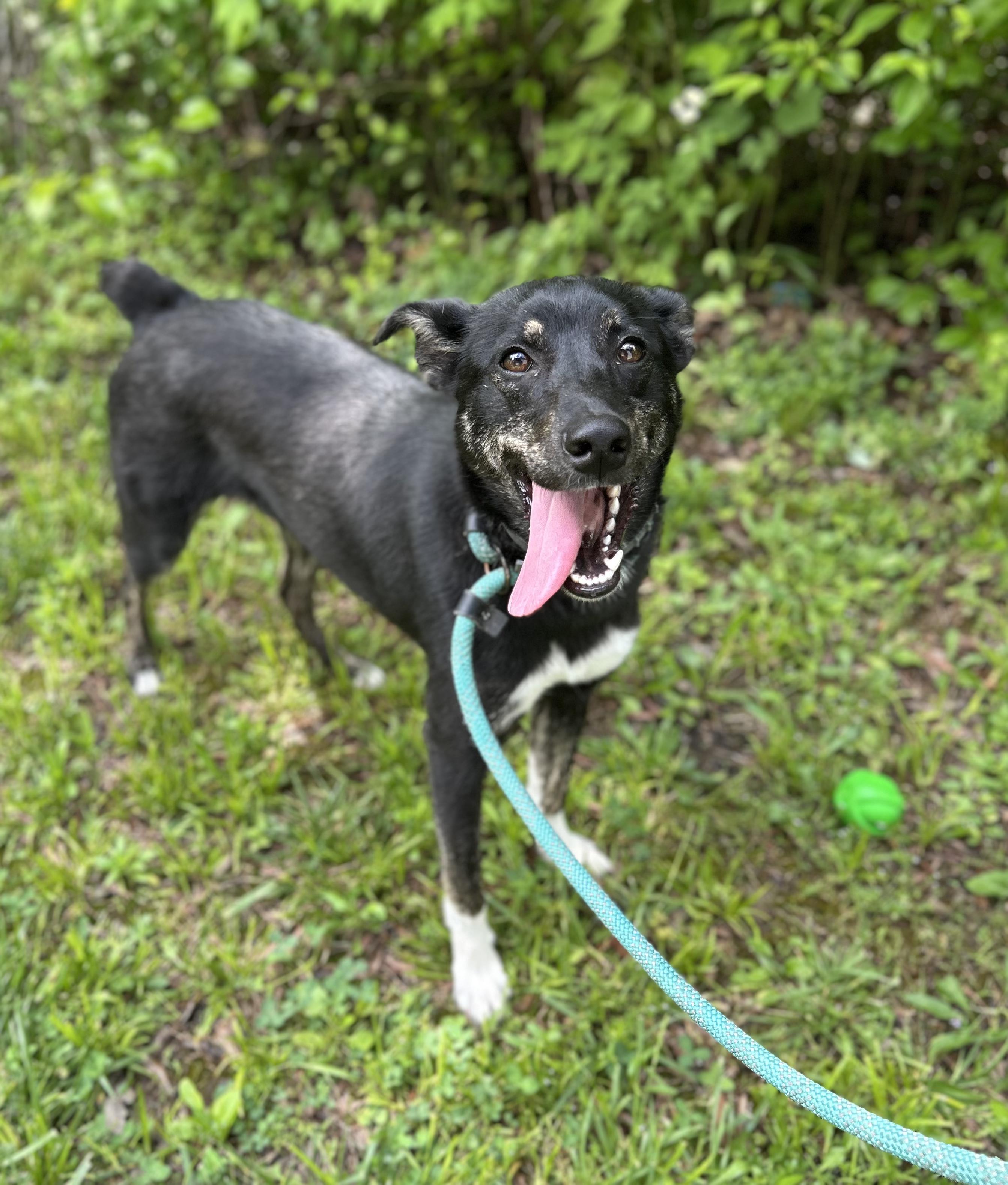 Amy, a ADOPTABLE Mixed Breed in Manchester, TN image 3/3