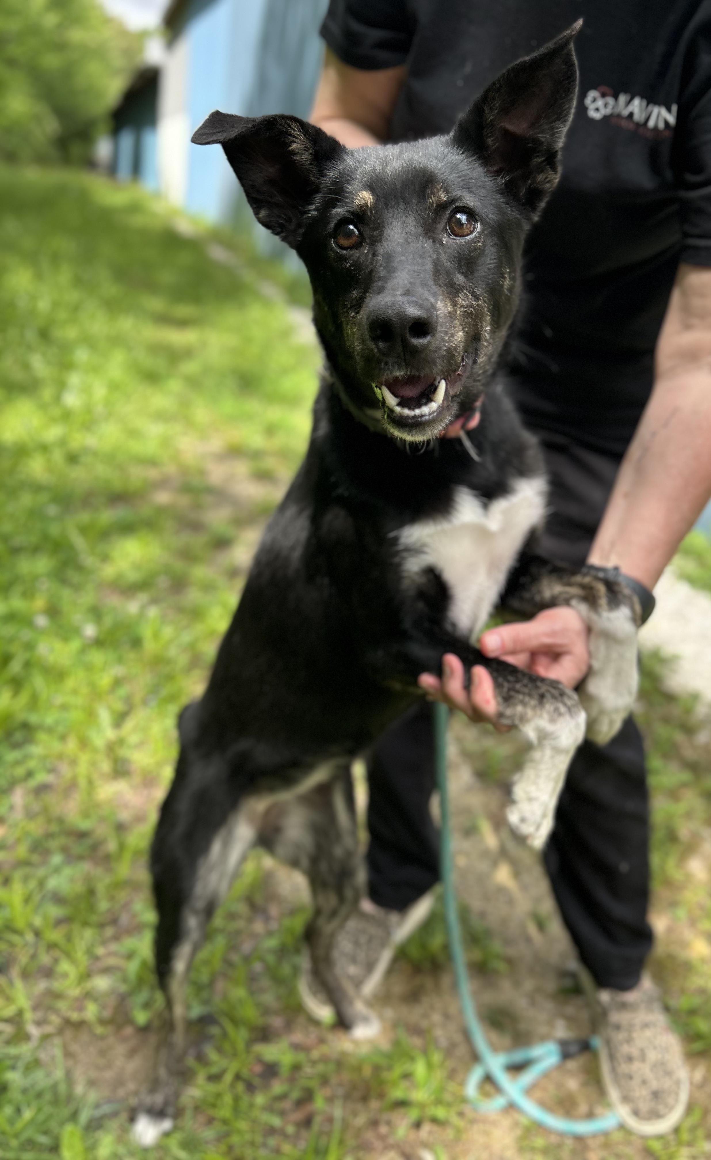 Amy, a ADOPTABLE Mixed Breed in Manchester, TN image 1/3