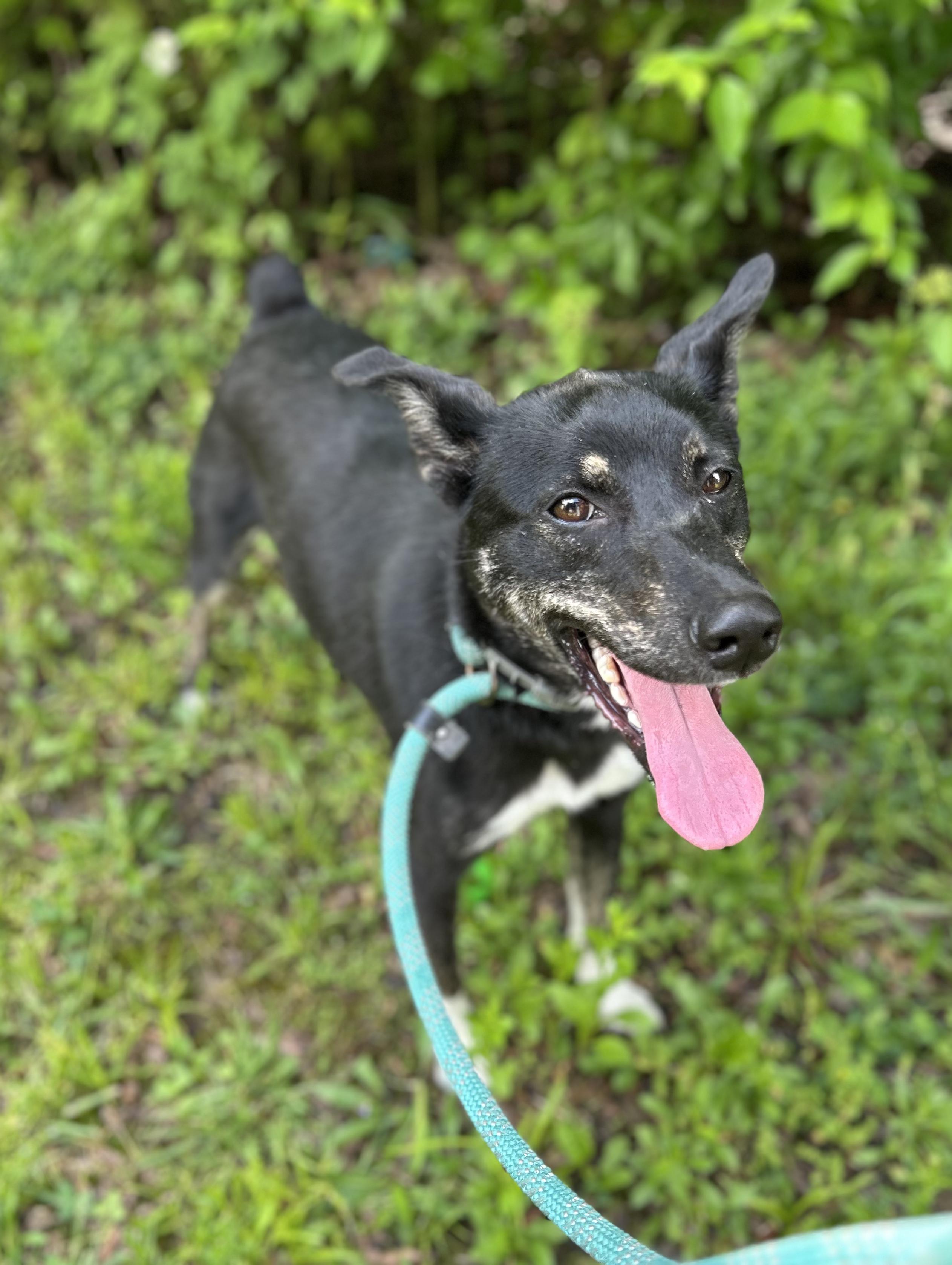 Amy, a ADOPTABLE Mixed Breed in Manchester, TN image 2/3