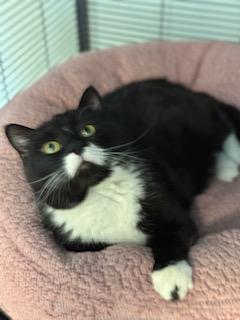 Mama, Adult Female Domestic Short Hair