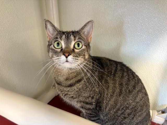 Hortense, Adoptable, Adult Female Tabby & Calico.