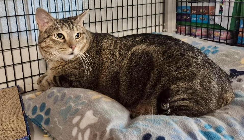 Frankie, Adoptable, Adult Male Tabby.