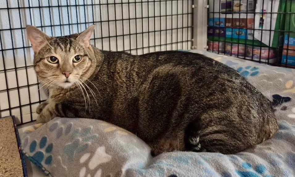 Enlarge Frankie, a Adoptable Tabby in Jeffersonville, IN image 2/5