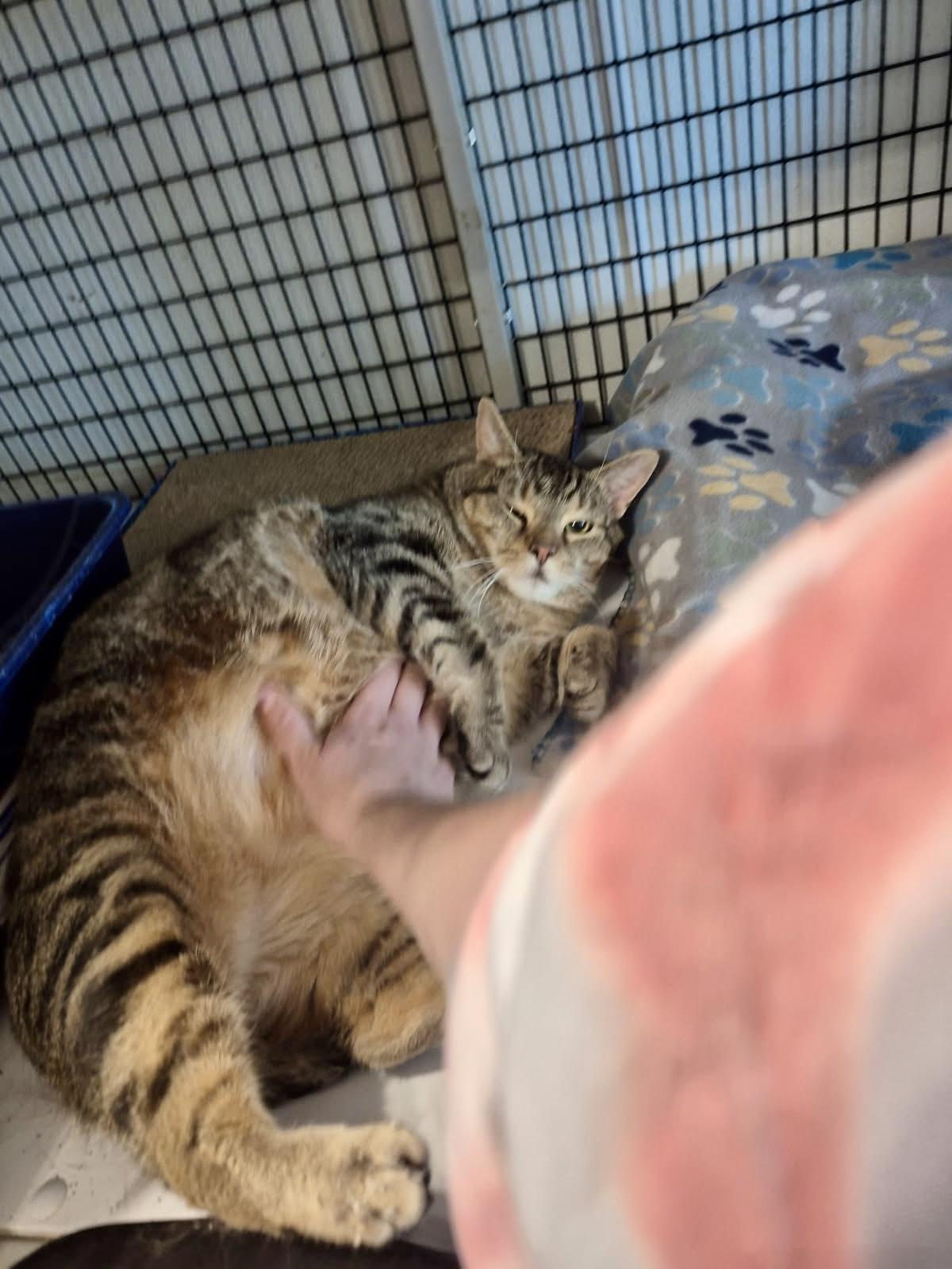 Enlarge Frankie, a Adoptable Tabby in Jeffersonville, IN image 3/5