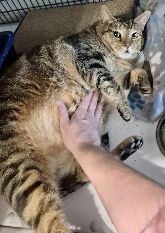 Enlarge Frankie, a Adoptable Tabby in Jeffersonville, IN image 4/5