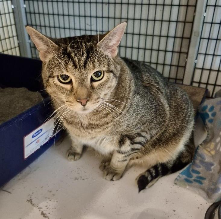 Enlarge Frankie, a Adoptable Tabby in Jeffersonville, IN image 5/5