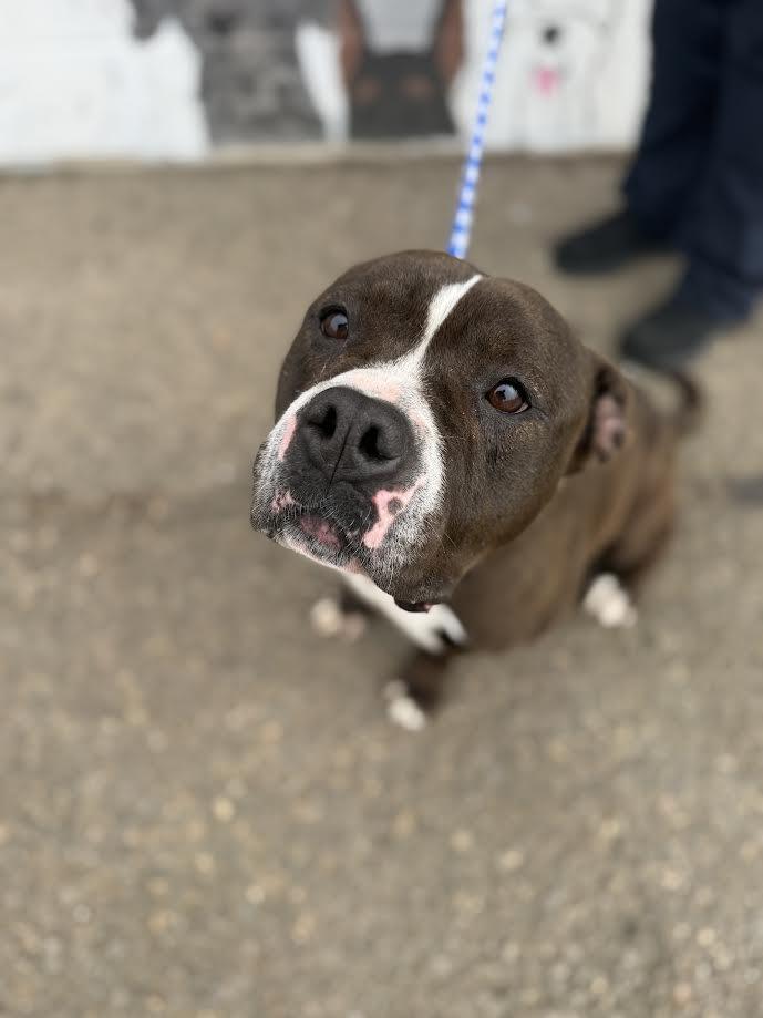 Enlarge Lucy, a ADOPTABLE mixed breed in Oakdale, CA image 1/2