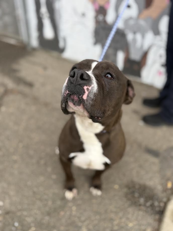 Enlarge Lucy, a ADOPTABLE mixed breed in Oakdale, CA image 2/2