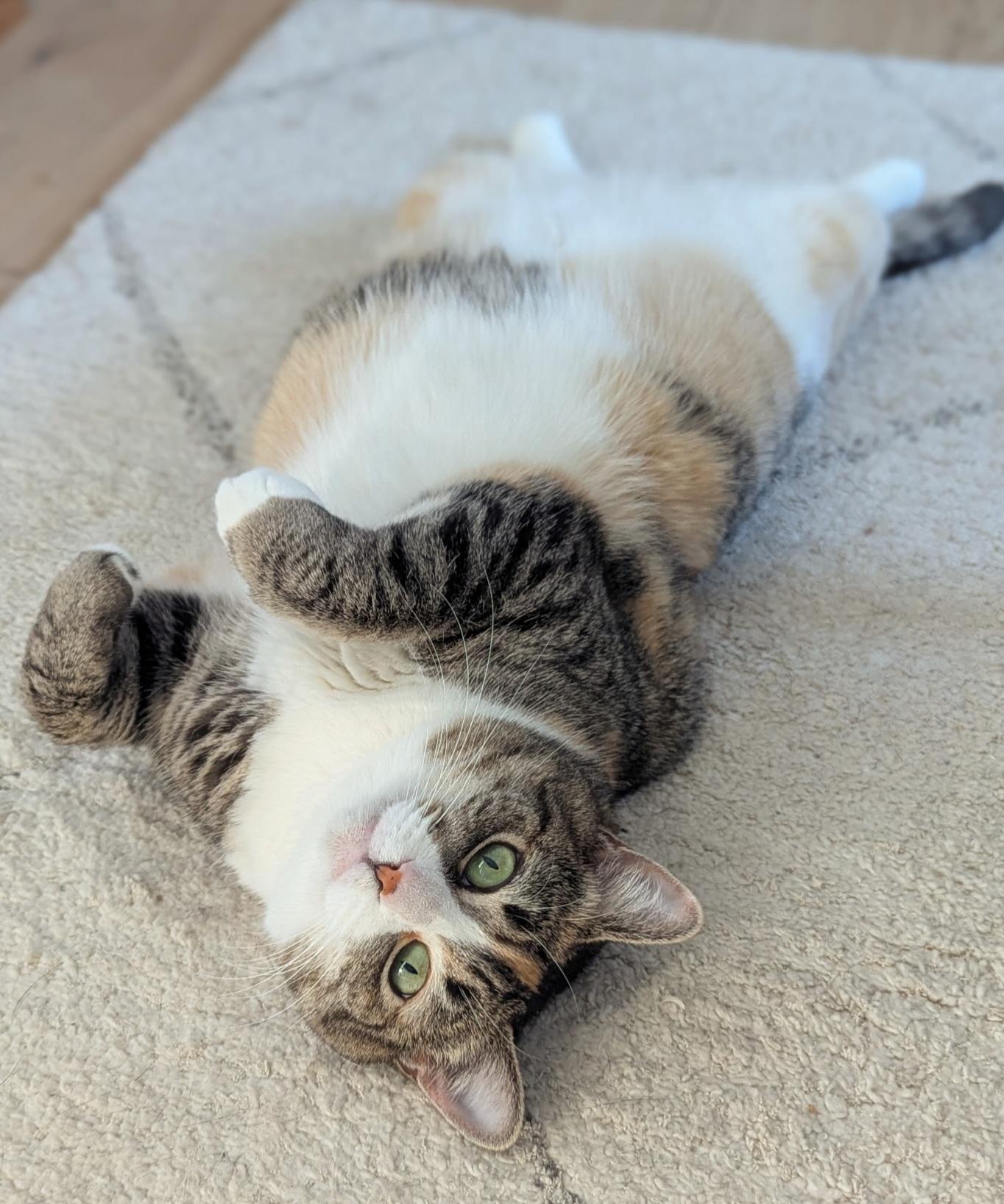 Enlarge Athena, a ADOPTABLE Tabby in Bear, DE image 1/5