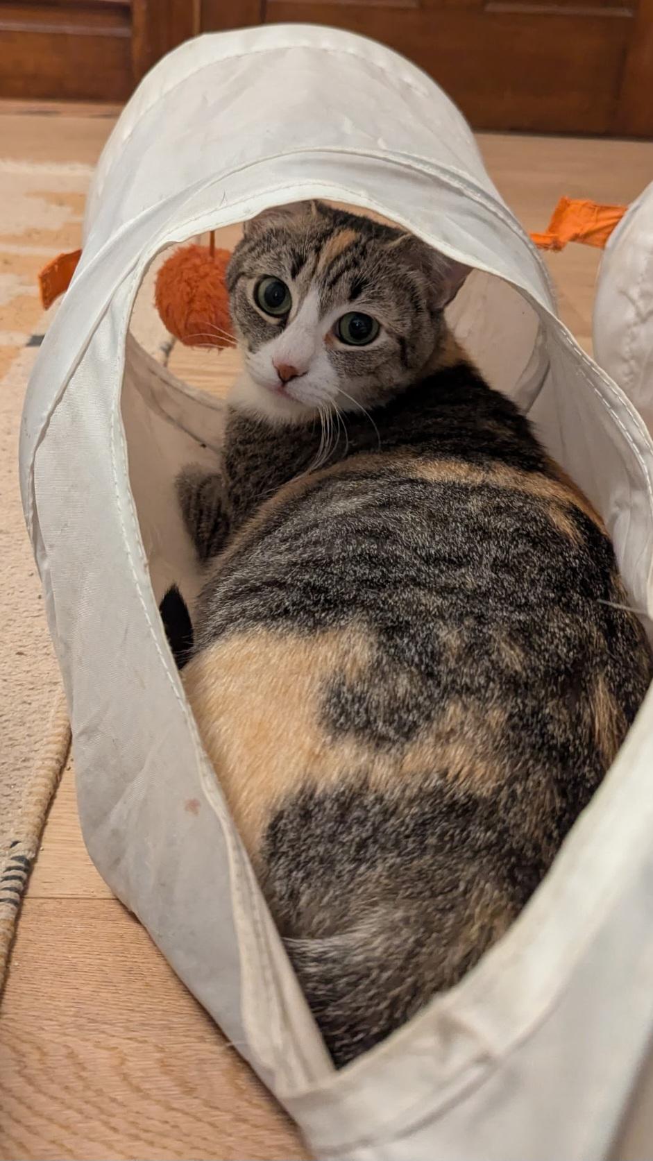 Enlarge Athena, a ADOPTABLE Tabby in Bear, DE image 5/5