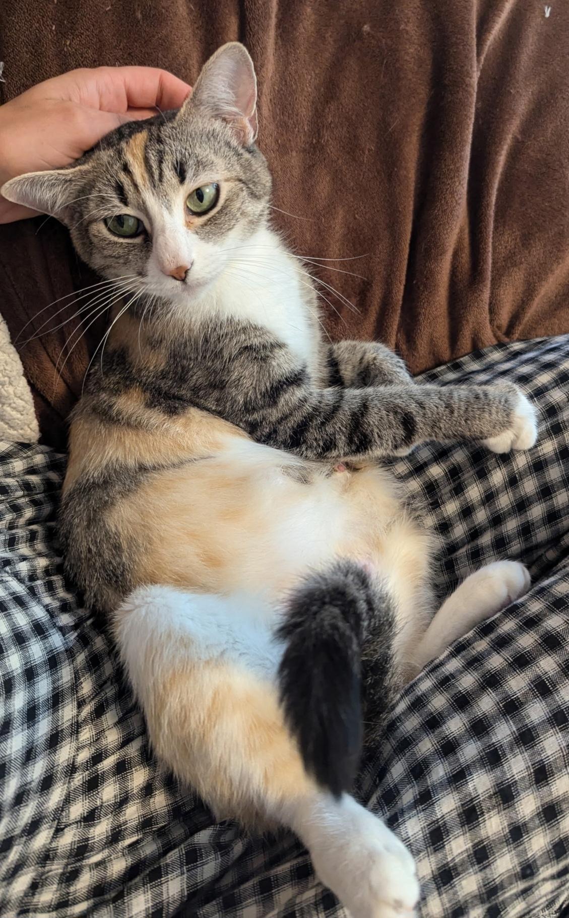 Enlarge Athena, a ADOPTABLE Tabby in Bear, DE image 3/5