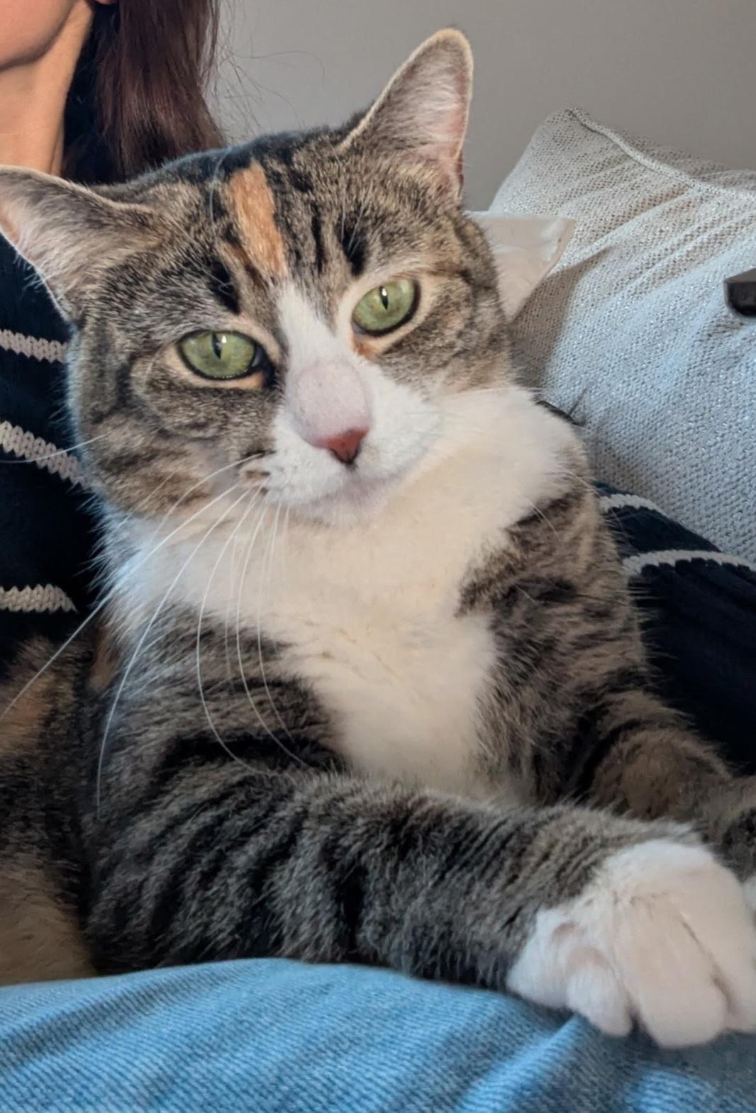 Enlarge Athena, a ADOPTABLE Tabby in Bear, DE image 4/5