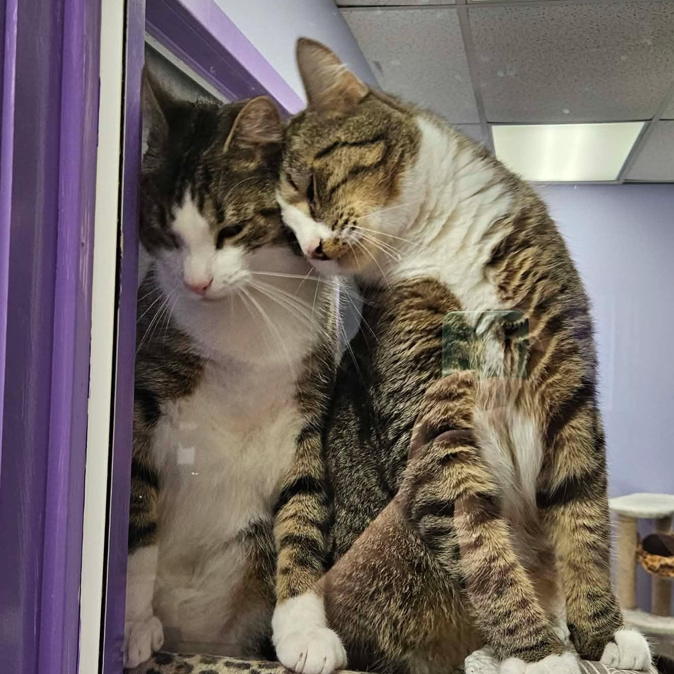 Sweet Potato (bonded pair with Turnip), Adoptable, Young Male Domestic Short Hair.