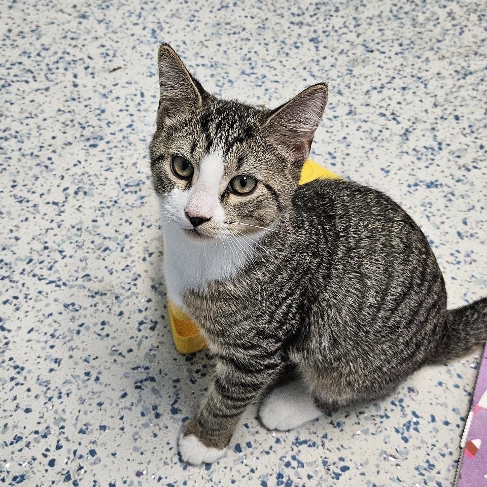 Sweet Potato, a Adoptable Domestic Short Hair in Richboro, PA image 1/3