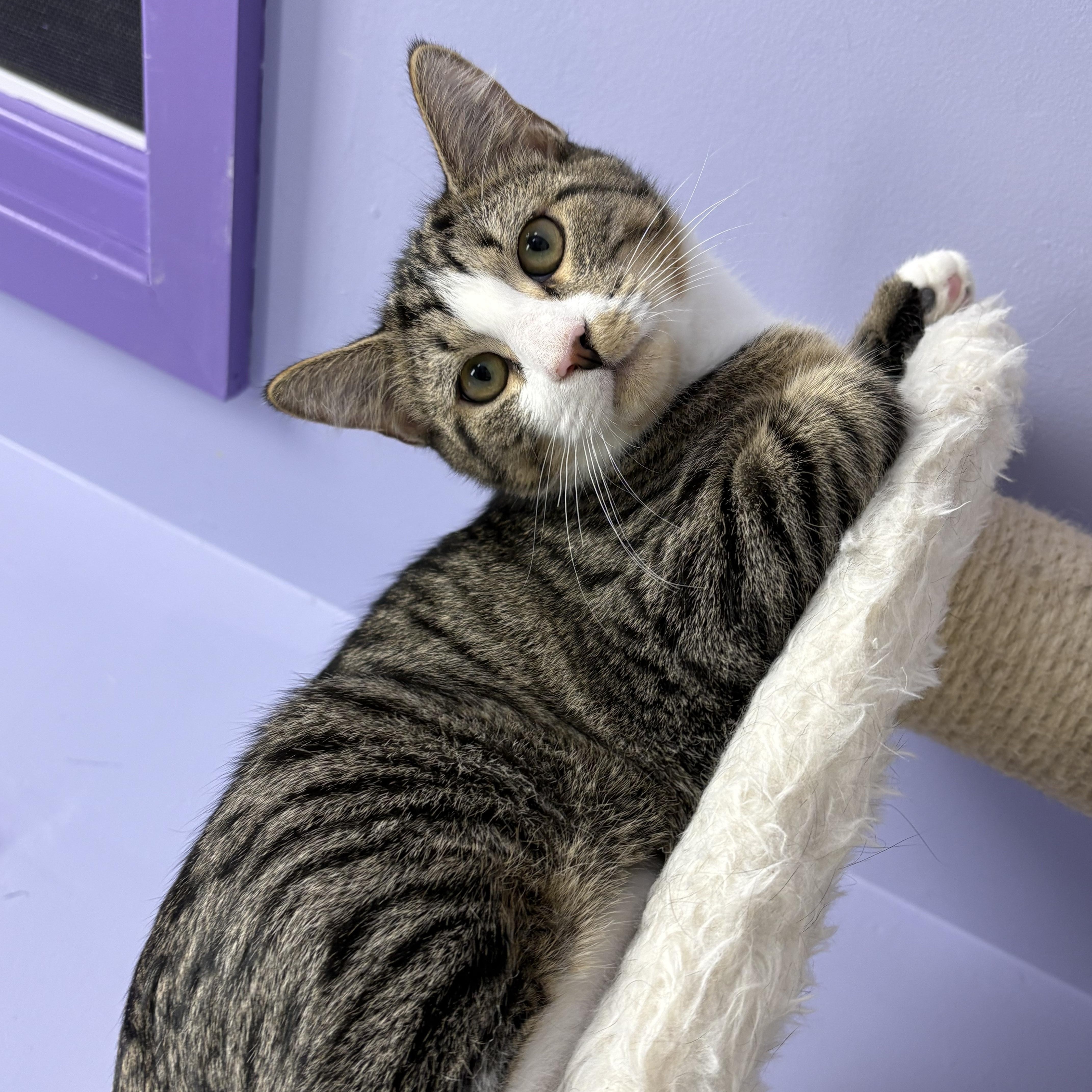 Sweet Potato, a Adoptable Domestic Short Hair in Richboro, PA image 6/6