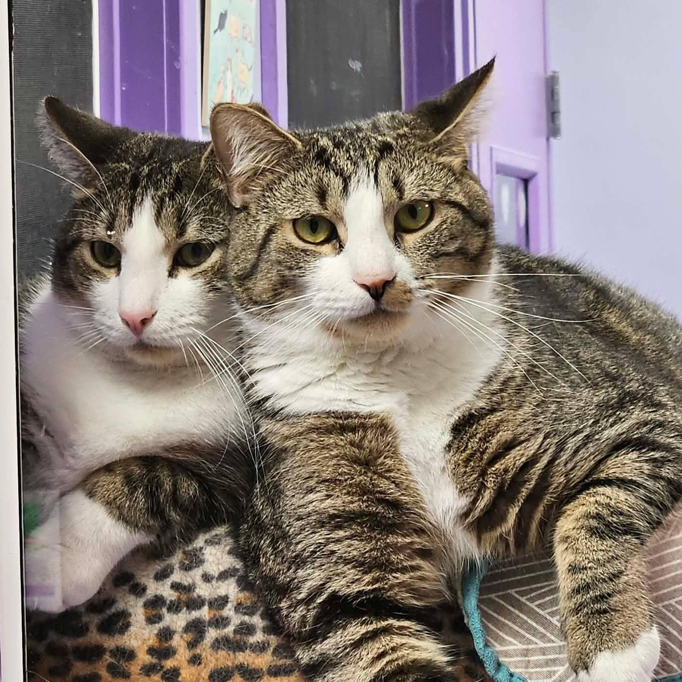 Sweet Potato (bonded pair with Turnip), a Adoptable Domestic Short Hair in Richboro, PA image 2/6
