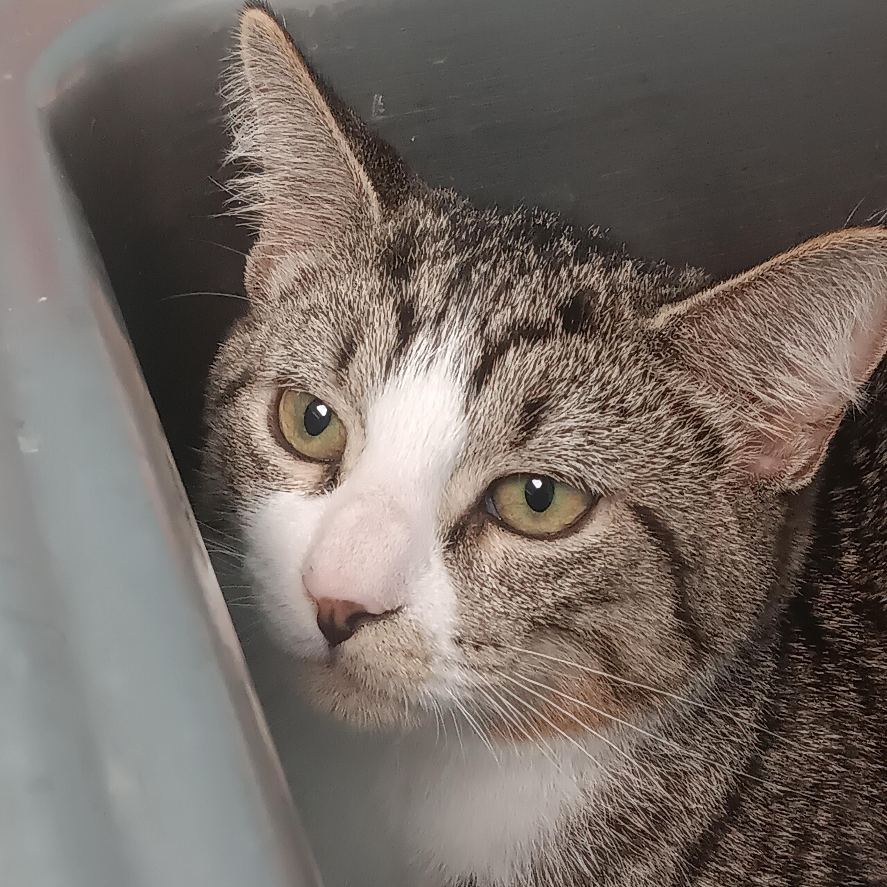 Sweet Potato, Adoptable, Young Male Domestic Short Hair.