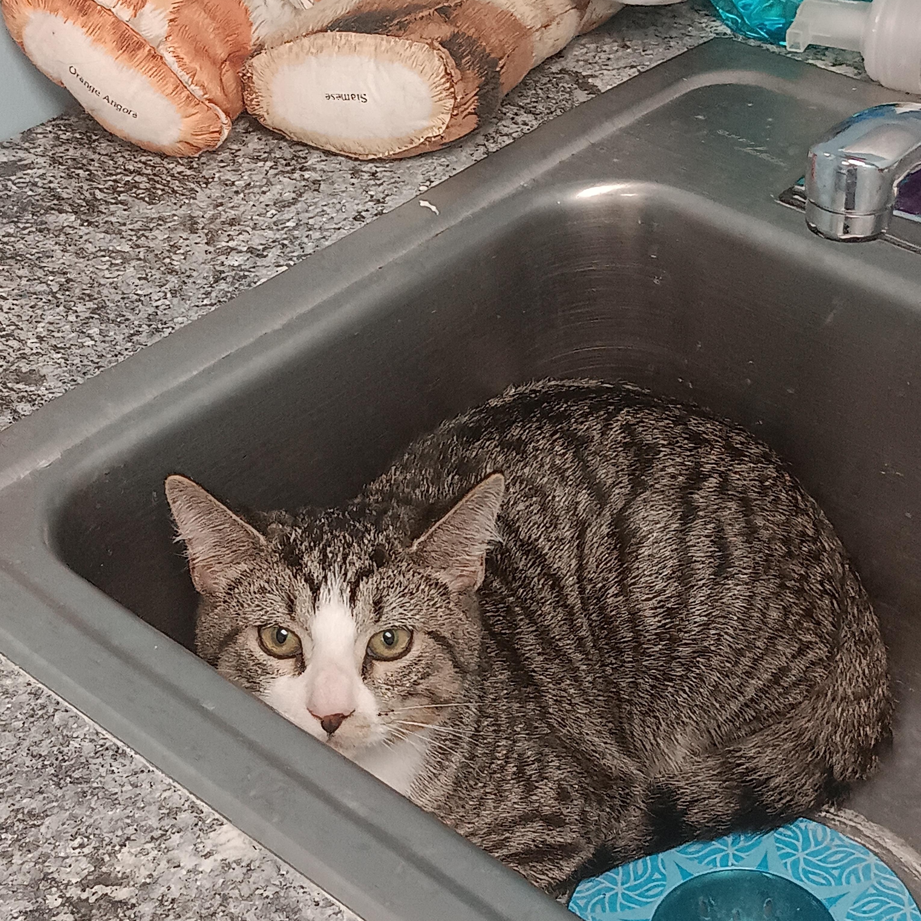 Sweet Potato, a Adoptable Domestic Short Hair in Richboro, PA image 3/3