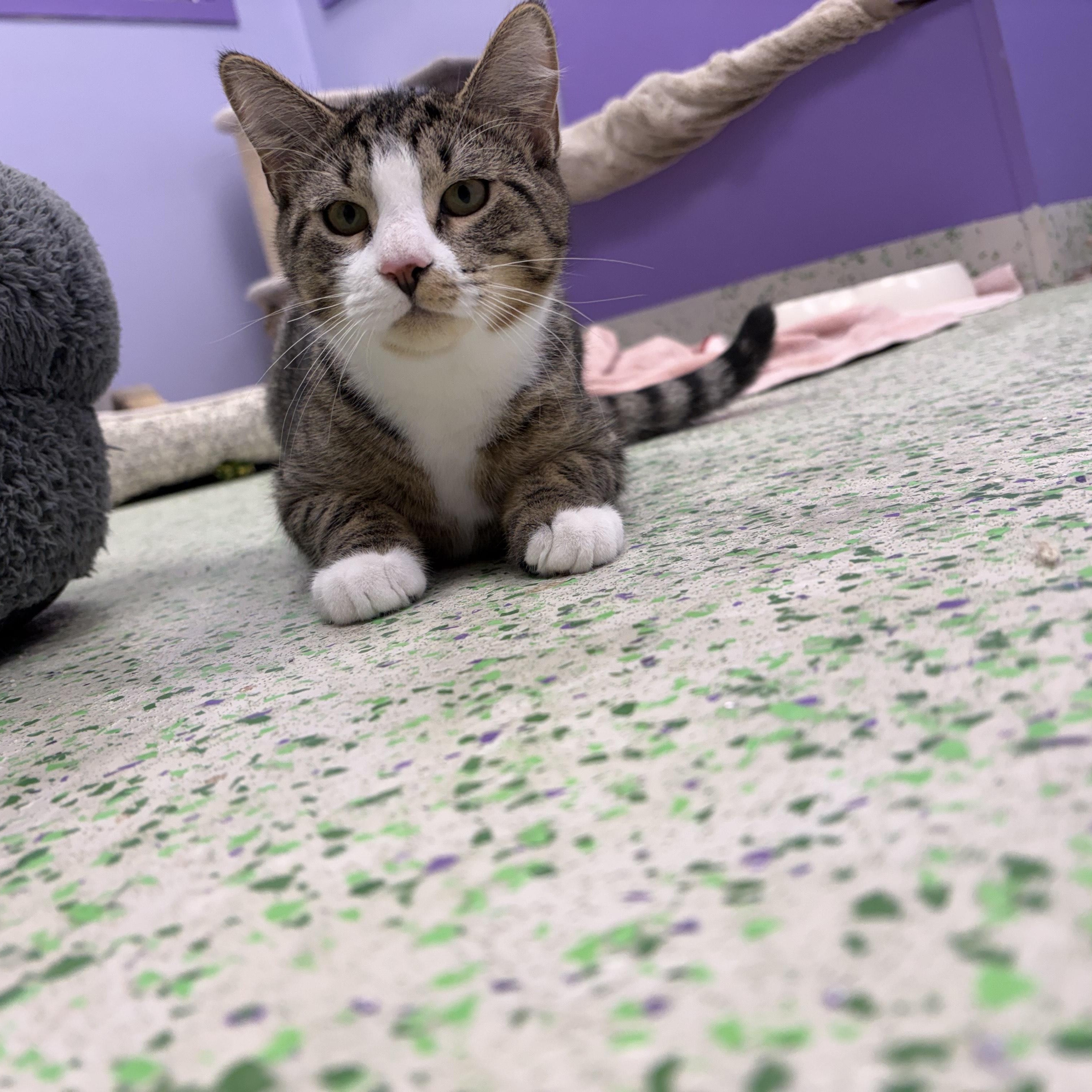 Sweet Potato, a Adoptable Domestic Short Hair in Richboro, PA image 5/6