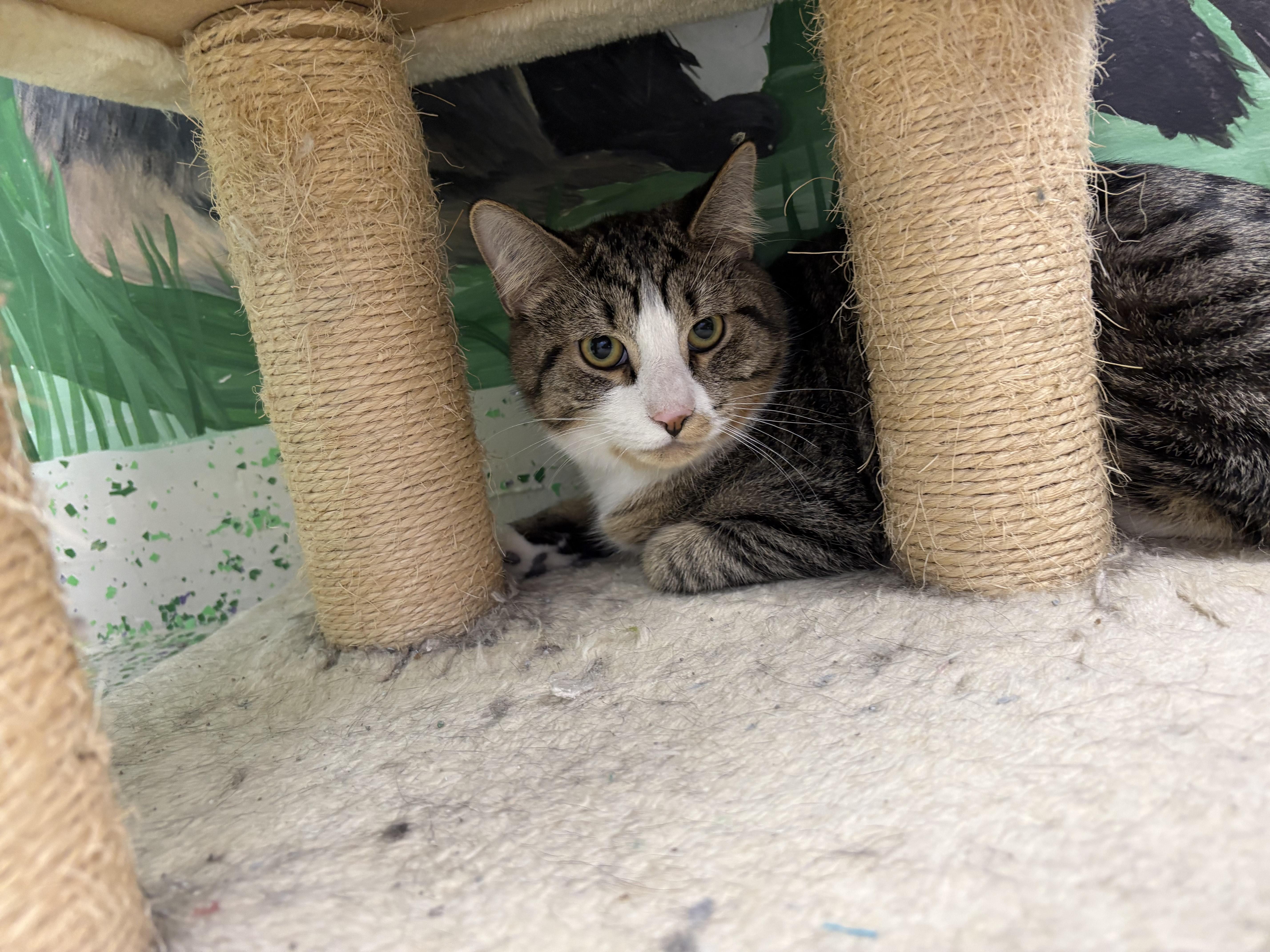 Sweet Potato, a Adoptable Domestic Short Hair in Richboro, PA image 4/6