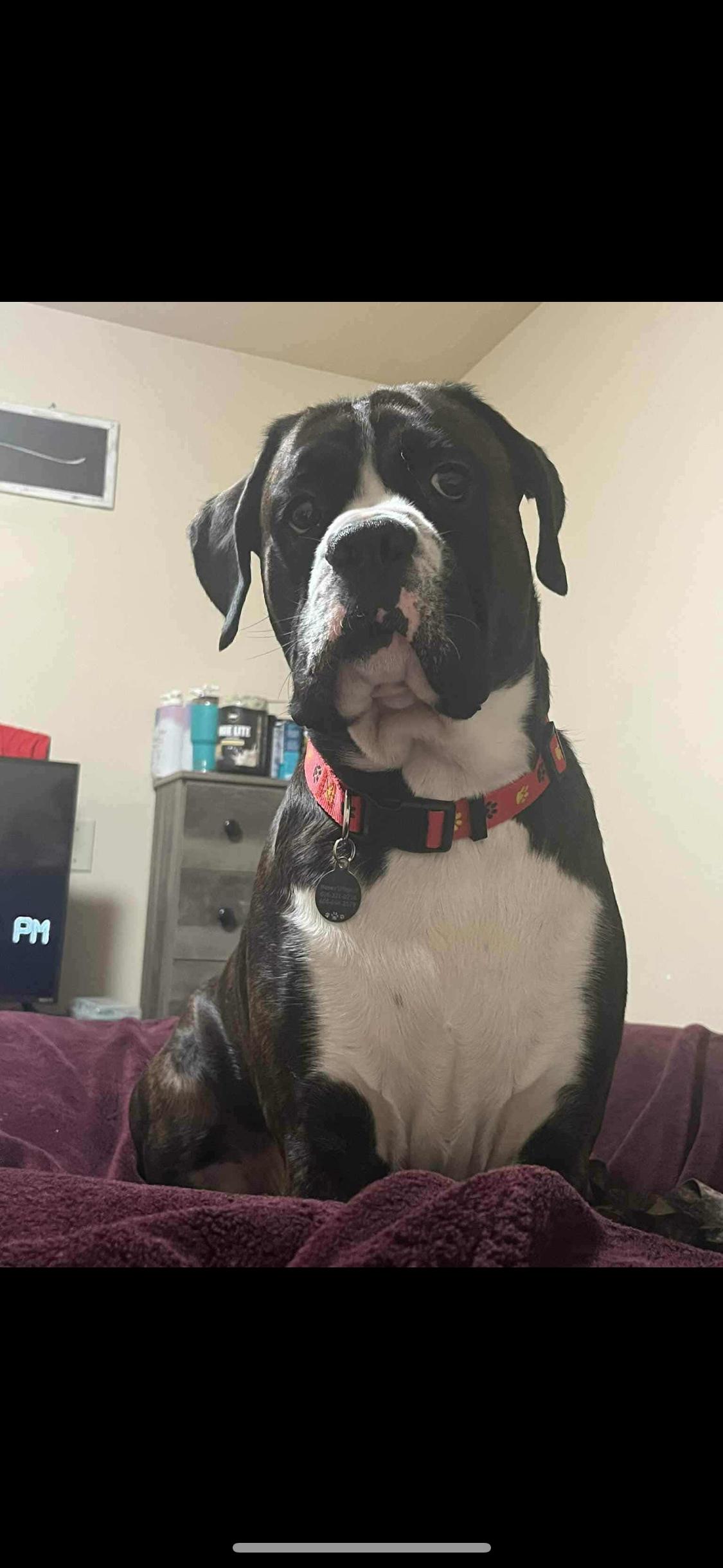 Enlarge Mosley, a ADOPTABLE Boxer in Fountaintown, IN image 1/1