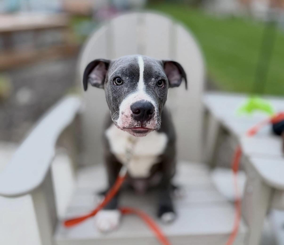 Arlo, ADOPTABLE, Puppy Male Pit Bull Terrier.