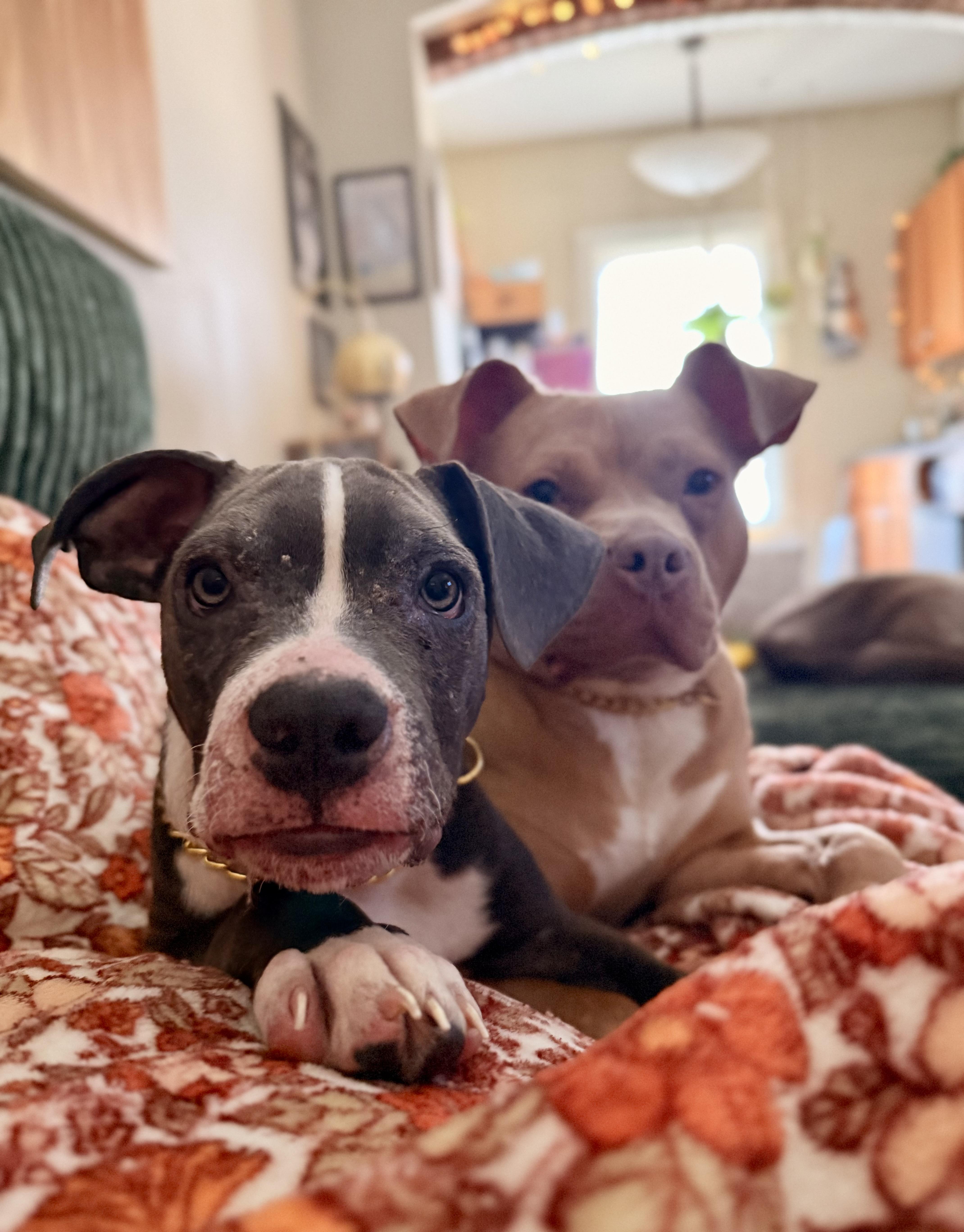 Enlarge Arlo, a ADOPTABLE mixed breed in Cleveland, OH image 4/6