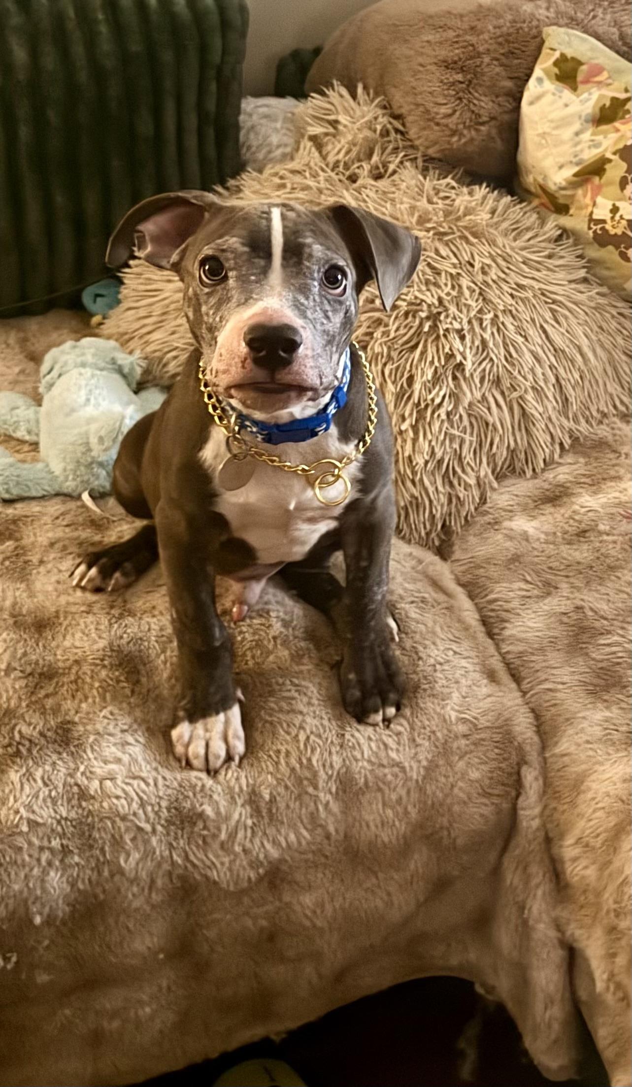 Enlarge Arlo, a ADOPTABLE mixed breed in Cleveland, OH image 2/6