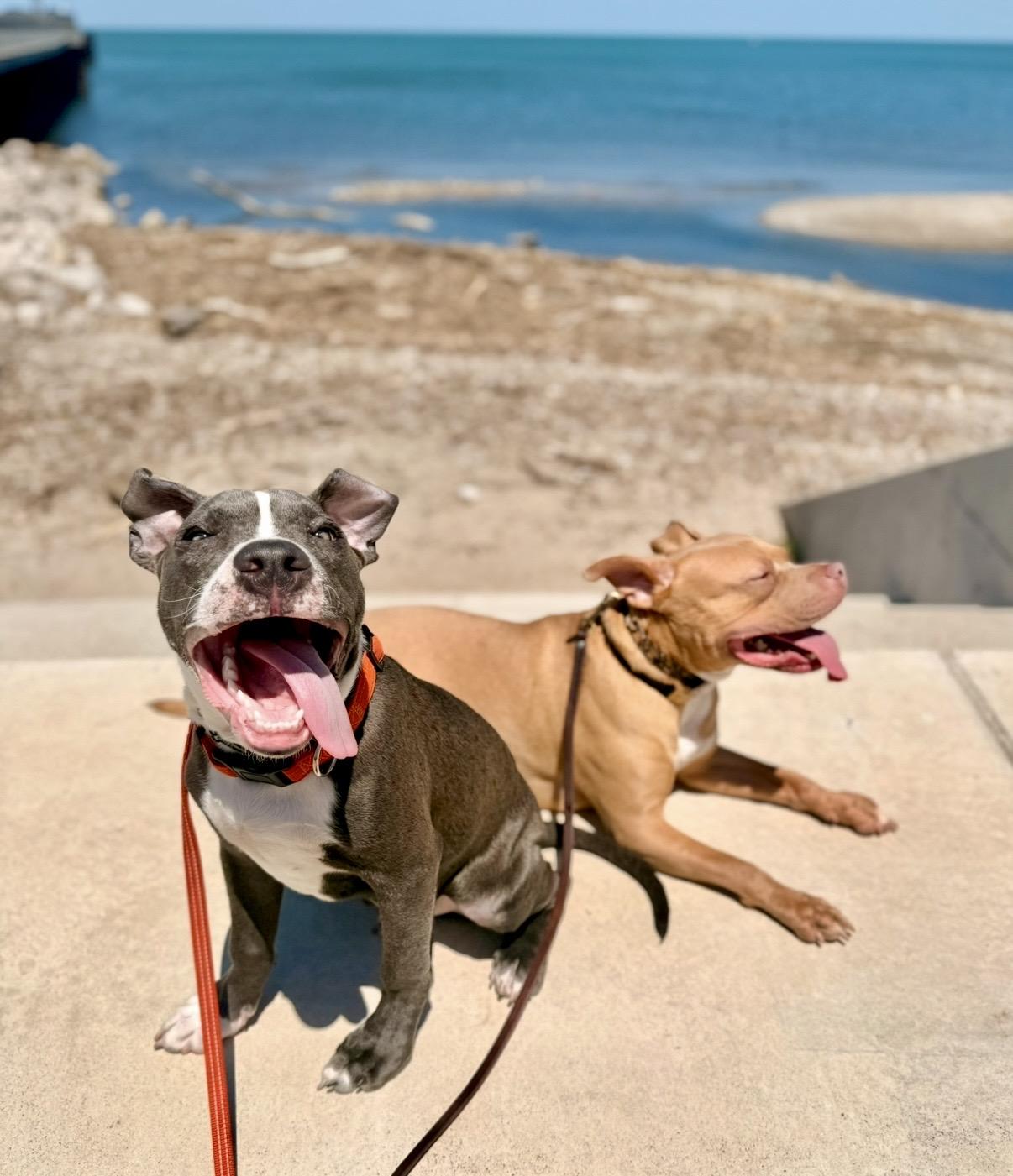 Enlarge Arlo, a ADOPTABLE mixed breed in Cleveland, OH image 5/6
